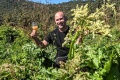Tasmanian farmer’s rhubarb bubbly idea attracts reprimand from France